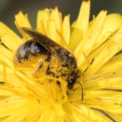 Lasioglossum (Chilalictus) sp. (genus & subgenus) (Halictid bee) at McKellar, ACT - 13 Dec 2023 by kasiaaus