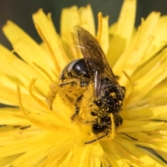 Lasioglossum (Chilalictus) sp. (genus & subgenus) at McKellar, ACT - 13 Dec 2023