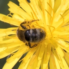 Lasioglossum (Chilalictus) sp. (genus & subgenus) at McKellar, ACT - 13 Dec 2023 09:35 AM