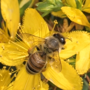 Apis mellifera at McKellar, ACT - 13 Dec 2023 09:40 AM