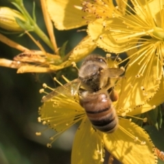 Apis mellifera at McKellar, ACT - 13 Dec 2023