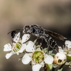 Aeolothynnus sp. (genus) (A flower wasp) at Belconnen, ACT - 5 Dec 2023 by Roger