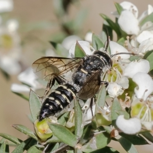 Aeolothynnus sp. (genus) at Aranda Bushland - 6 Dec 2023