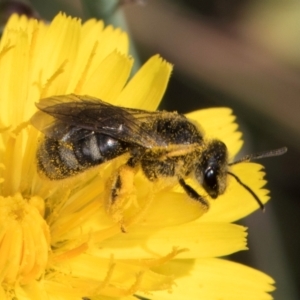 Lasioglossum (Chilalictus) sp. (genus & subgenus) at McKellar, ACT - 13 Dec 2023