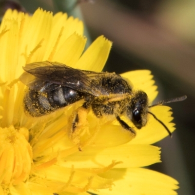 Lasioglossum (Chilalictus) sp. (genus & subgenus) (Halictid bee) at McKellar, ACT - 13 Dec 2023 by kasiaaus