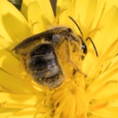 Lasioglossum (Chilalictus) sp. (genus & subgenus) at McKellar, ACT - 13 Dec 2023