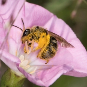 Lasioglossum (Chilalictus) sp. (genus & subgenus) at McKellar, ACT - 13 Dec 2023 09:41 AM