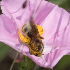 Lasioglossum (Chilalictus) sp. (genus & subgenus) at McKellar, ACT - 13 Dec 2023 09:41 AM