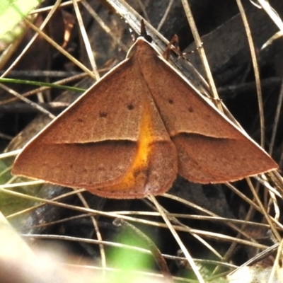 Epidesmia chilonaria (Golden-winged Epidesmia) at Tidbinbilla Nature Reserve - 13 Dec 2023 by JohnBundock
