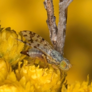 Austrotephritis pelia at McKellar, ACT - 13 Dec 2023