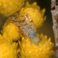 Austrotephritis pelia at McKellar, ACT - 13 Dec 2023