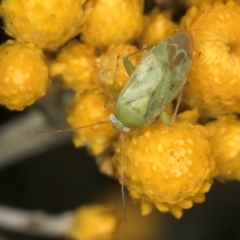 Miridae (family) (Unidentified plant bug) at McKellar, ACT - 12 Dec 2023 by kasiaaus