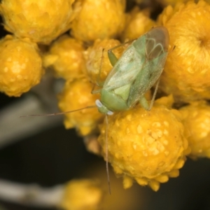 Miridae (family) at McKellar, ACT - 13 Dec 2023