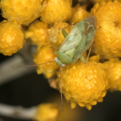 Miridae (family) (Unidentified plant bug) at McKellar, ACT - 13 Dec 2023 by kasiaaus