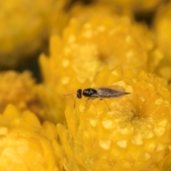 Chalcidoidea (superfamily) (A gall wasp or Chalcid wasp) at Croke Place Grassland (CPG) - 12 Dec 2023 by kasiaaus