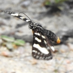 Phalaenoides tristifica (Willow-herb Day-moth) at Paddys River, ACT - 13 Dec 2023 by JohnBundock