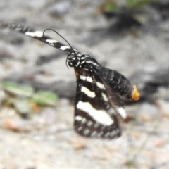 Phalaenoides tristifica (Willow-herb Day-moth) at Tidbinbilla Nature Reserve - 13 Dec 2023 by JohnBundock