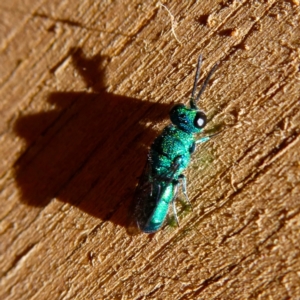 Primeuchroeus sp. (genus) at Wandiyali-Environa Conservation Area - suppressed