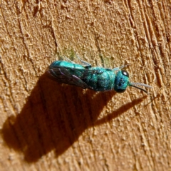 Primeuchroeus sp. (genus) at Wandiyali-Environa Conservation Area - suppressed