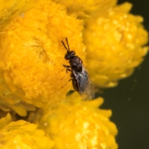 Chalcidoidea (superfamily) at McKellar, ACT - 13 Dec 2023