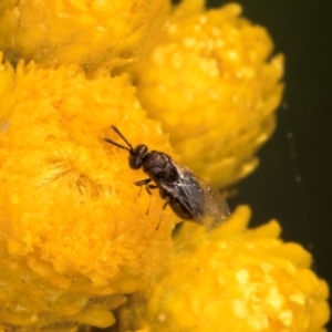 Chalcidoidea (superfamily) at McKellar, ACT - 13 Dec 2023