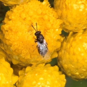 Chalcidoidea (superfamily) at Croke Place Grassland (CPG) - 13 Dec 2023