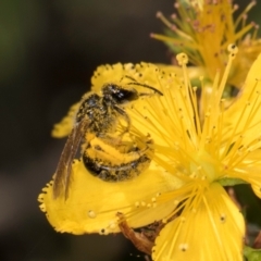 Lasioglossum (Chilalictus) sp. (genus & subgenus) (Halictid bee) at McKellar, ACT - 13 Dec 2023 by kasiaaus