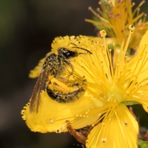 Lasioglossum (Chilalictus) sp. (genus & subgenus) at McKellar, ACT - 13 Dec 2023 09:46 AM