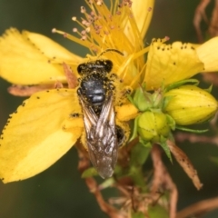 Lasioglossum (Chilalictus) sp. (genus & subgenus) at McKellar, ACT - 13 Dec 2023