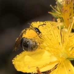 Lasioglossum (Chilalictus) sp. (genus & subgenus) at McKellar, ACT - 13 Dec 2023 09:46 AM