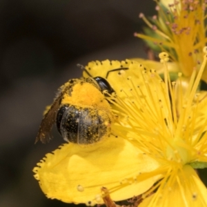 Lasioglossum (Chilalictus) sp. (genus & subgenus) at McKellar, ACT - 13 Dec 2023