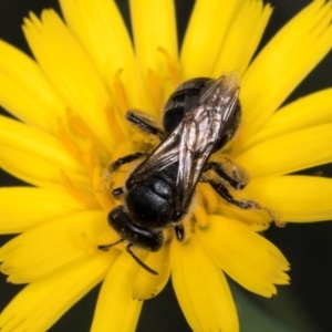 Lasioglossum (Chilalictus) sp. (genus & subgenus) at McKellar, ACT - 13 Dec 2023 09:48 AM