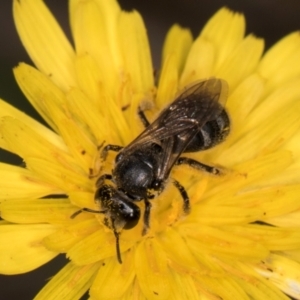 Lasioglossum (Chilalictus) sp. (genus & subgenus) at McKellar, ACT - 13 Dec 2023