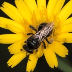 Lasioglossum (Chilalictus) sp. (genus & subgenus) at McKellar, ACT - 13 Dec 2023