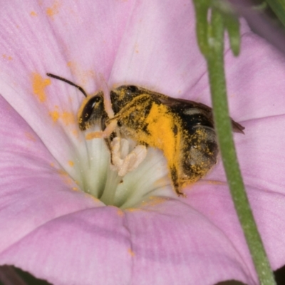 Lasioglossum (Chilalictus) sp. (genus & subgenus) (Halictid bee) at Croke Place Grassland (CPG) - 12 Dec 2023 by kasiaaus