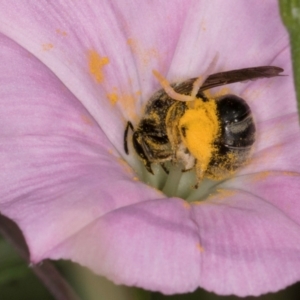 Lasioglossum (Chilalictus) sp. (genus & subgenus) at Croke Place Grassland (CPG) - 13 Dec 2023