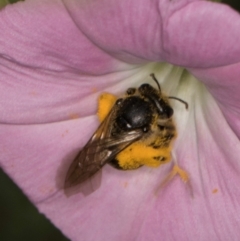 Lasioglossum (Chilalictus) sp. (genus & subgenus) at Croke Place Grassland (CPG) - 13 Dec 2023