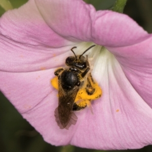 Lasioglossum (Chilalictus) sp. (genus & subgenus) at McKellar, ACT - 13 Dec 2023 09:51 AM