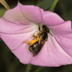 Lasioglossum (Chilalictus) sp. (genus & subgenus) at McKellar, ACT - 13 Dec 2023 09:51 AM