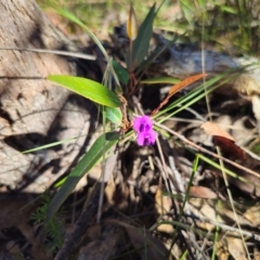 Hardenbergia violacea (False Sarsaparilla) at Captains Flat, NSW - 14 Dec 2023 by Csteele4