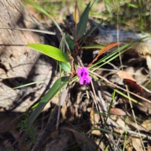 Hardenbergia violacea at QPRC LGA - 14 Dec 2023 04:45 PM