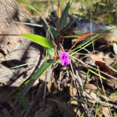 Hardenbergia violacea (False Sarsaparilla) at Captains Flat, NSW - 14 Dec 2023 by Csteele4