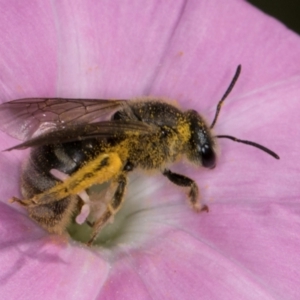 Lasioglossum (Chilalictus) sp. (genus & subgenus) at McKellar, ACT - 13 Dec 2023