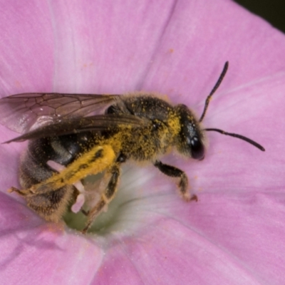 Lasioglossum (Chilalictus) sp. (genus & subgenus) (Halictid bee) at McKellar, ACT - 13 Dec 2023 by kasiaaus