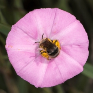 Lasioglossum (Chilalictus) sp. (genus & subgenus) at McKellar, ACT - 13 Dec 2023