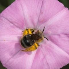 Lasioglossum (Chilalictus) sp. (genus & subgenus) at McKellar, ACT - 13 Dec 2023