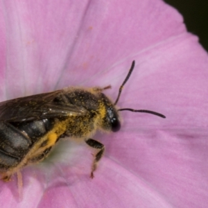 Lasioglossum (Chilalictus) sp. (genus & subgenus) at McKellar, ACT - 13 Dec 2023