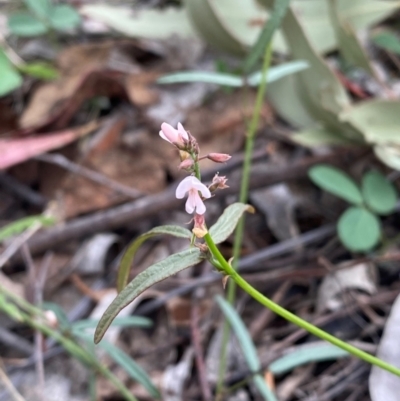 Grona varians (Slender Tick-Trefoil) at Farrer Ridge - 14 Dec 2023 by Shazw