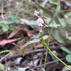 Grona varians at Farrer Ridge - suppressed