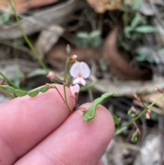 Grona varians at Farrer Ridge - suppressed